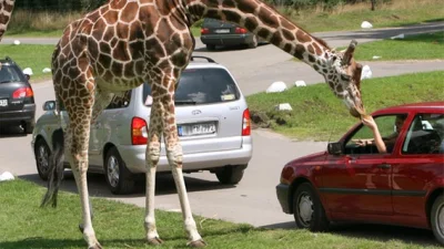 forest23 - Jak ktoś chętny na takie atrakcje bliżej Polski, to polecam Serengeti Park...