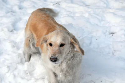 emotek - Mel <3 Czyt. 2 Goldek :P #foto #pies #spacer #goldenretriever #zima