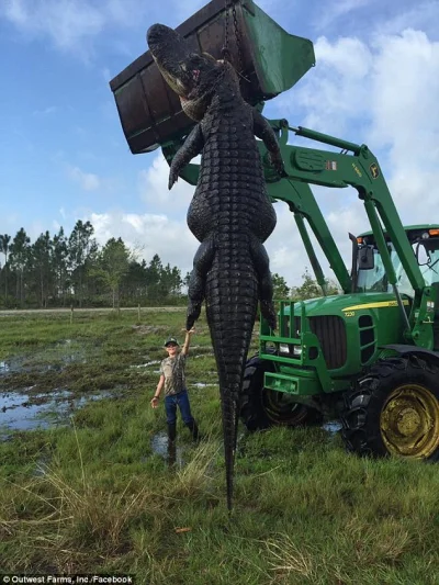 KrisCane - Aligator zlapany na farmie na Florydzie ktory wazyl 360 kg, mial 4'5 metra...