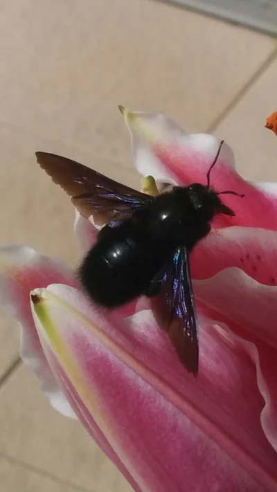 wiktusser - #cotojest #owad to latające. pomoże ktoś?