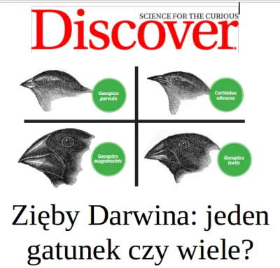 bioslawek - Zięby Darwina: jeden gatunek czy wiele?

Zięby Darwina, to jedna z ikon...