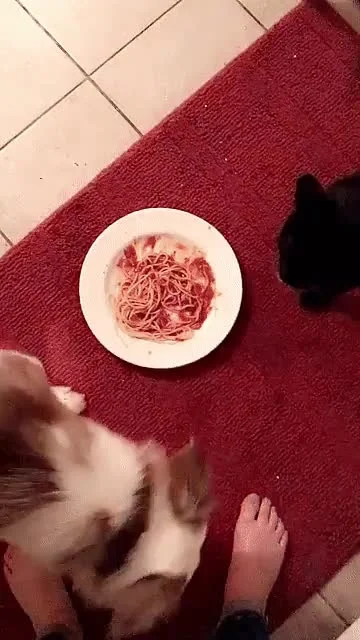 likk - spaghetti