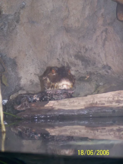 x.....y - tak sobie dzisiaj stare fotki przeglądałem :D #aligator w Shedd Aquarium ob...