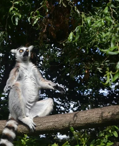 Pani_Kikitku - Jak ja uwielbiam #zoo w #opole i tą wyspę lemurów, na którą można sobi...