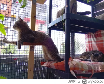 JWP1 - Chilling na balkonie ʕ•ᴥ•ʔ
#koty #pokazkota