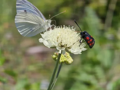 dziewiczajajecznica - #przegryw #spierdotrip #owady #motyle #kwiaty
Motylek i jego pr...