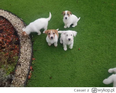 Casuel - #psiarze #psy #pokazpsa