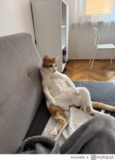 kocioIek - #pokazkota #koty w niedzielę to można odpocząć