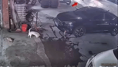 wfyokyga - Nie ma takiego bicia