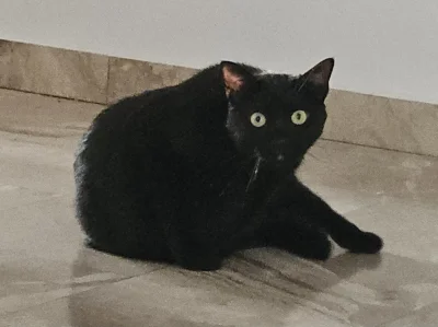 RicoElectrico - ❓❔
#pokazkota