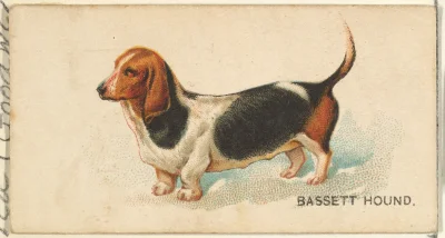 Loskamilos1 - Numer 40, a pod nim piesu gończy, basset.

#necrobook #basset