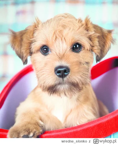 wredne_slonko - #ciekawostki #adopcjazwierzat #schroniskodlazwierzat #pies #koty
Daj ...