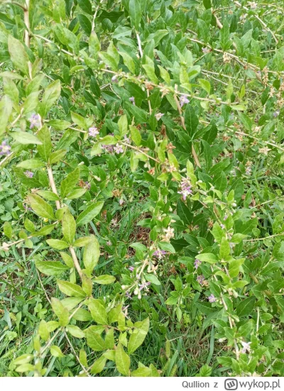 Qullion - @Qullion: jagoda goji