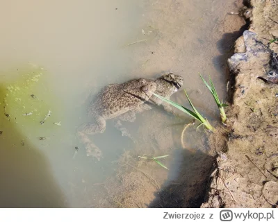 Zwierzojez - #wiosna
Żaba żabę wzięła na barana