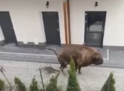 miodeksmrodek - Kiedy ci ludzie nauczą się sprzątać po tych kundlach…

#psy #smieszny...