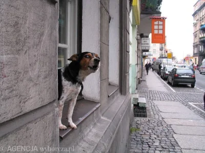 sodnfgiuysbdguysbdngughdsn - Ciesze się, ze temat psiarzy i kundli zaczyna wychodzić ...