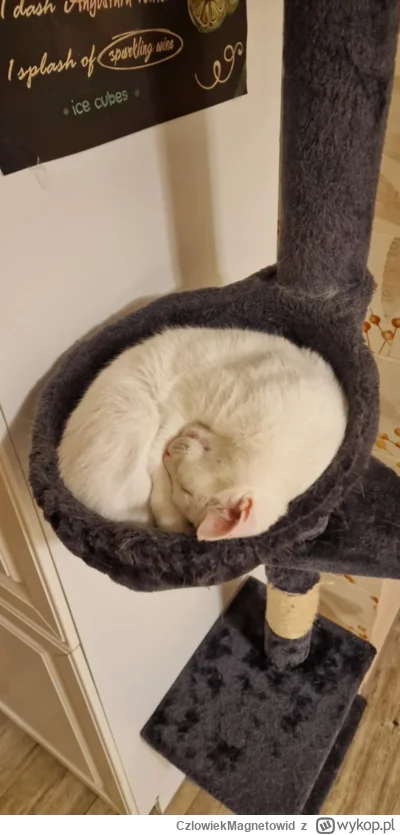 CzlowiekMagnetowid - Wish you a cup of kot, Gentelman?
#koty #pokazkota