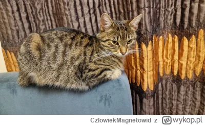 CzlowiekMagnetowid - Niezwykle rzadkie zdjęcie kameloana wtapiającego się w otoczenie...