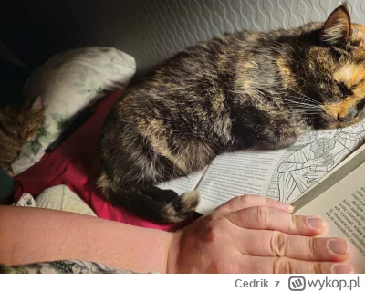 Cedrik - Spanko (｡◕‿‿◕｡)

#pokazkota