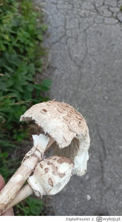 DigitalPasztet - to są kanie? #grzyby #pytanie