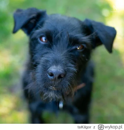 taKiIgor - @simpiara:  Może w końcu zarobisz na Siebie