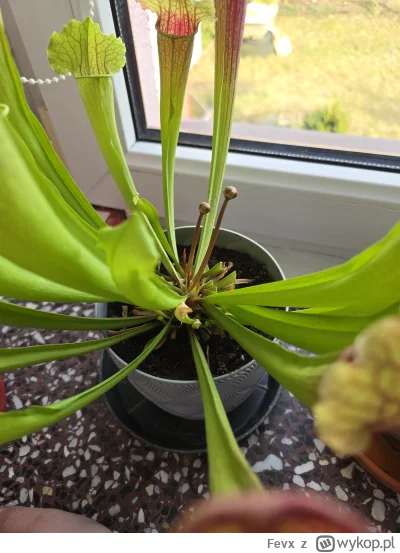 Fevx - Durna dwa kwiaty naraz robi... #rosliny #roslinyowadozerne