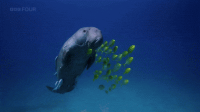 wfyokyga - Plyne se z rybom