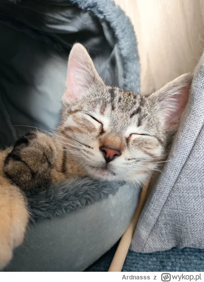 Ardnasss - #pokazkota