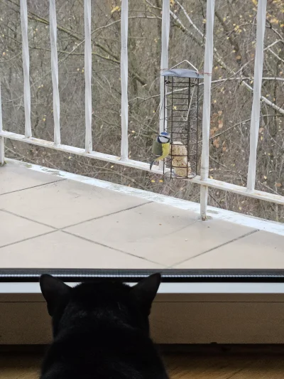 RicoElectrico - Oglądamy ptaszki #pokazkota #ptaszkowpis