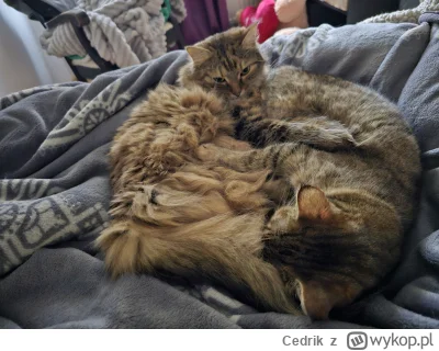 Cedrik - Tyle futerka, że by czapkę można było zrobić. 

#pokazkota