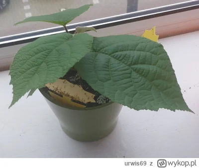 urwis69 - kto zgadnie co to za roslina?