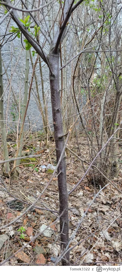 Tomek3322 - Co to za gatunek drzewa? Rośnie to na nieużytku, pewnie samosiejka.
Bardz...