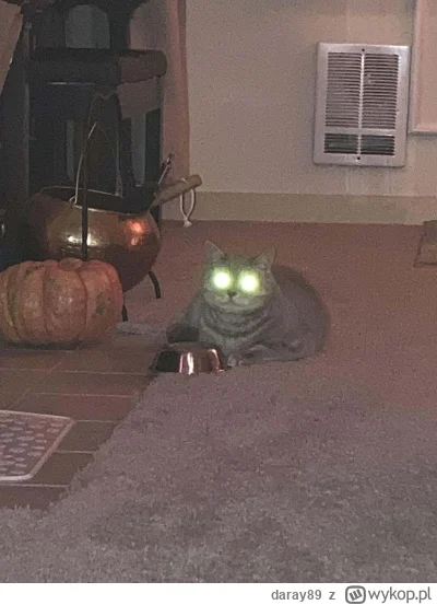 daray89 - #codziennykotopetany #dziwnekotki
