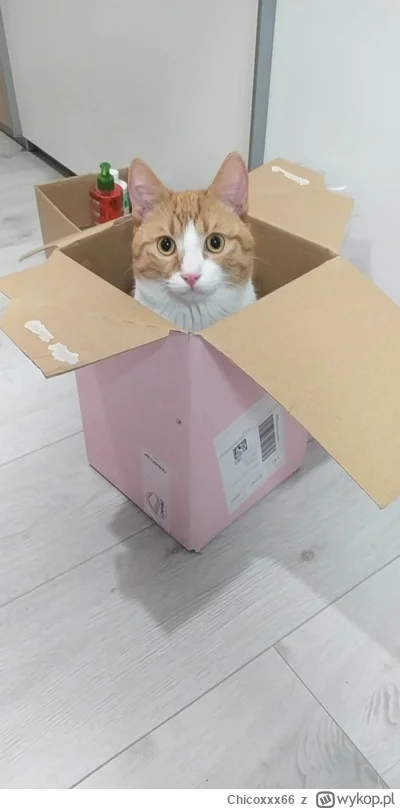 Chicoxxx66 - Dzień dobry wykopki, patrzę na was z kartonu 
(｡◕‿‿◕｡)

#zwierzaczki #ko...