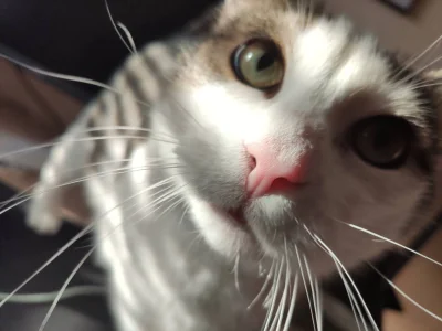 SamuraiJack_ - khot #pokazkota