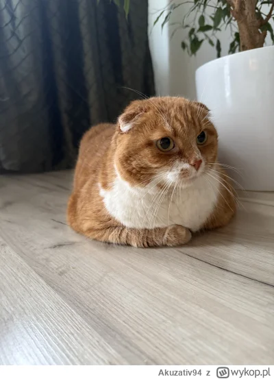 Akuzativ94 - Nie jestem fanem kotów ale Tosia mojej mamy, znaleziona 7 lat temu w krz...