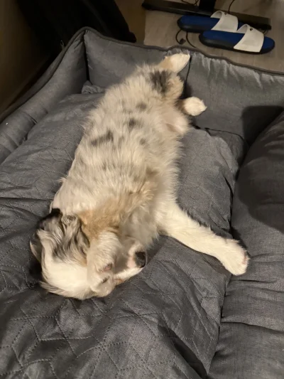 AtlantyQ - Proszę mi nie robić foteczek, wstydzę się 

#pokazpsa #aussie