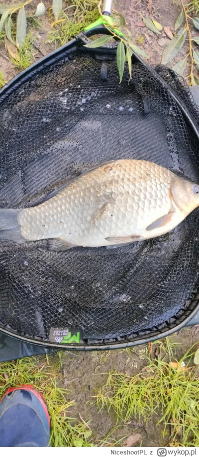 NiceshootPL - #wedkarstwo 45cm gównojad i pan karpik nie jakiś mały ale jeszcze nie w...