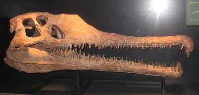 Loskamilos1 - Angistorhinus to rodzaj fitozaura żyjącego w okresie od 237 do 208 mili...