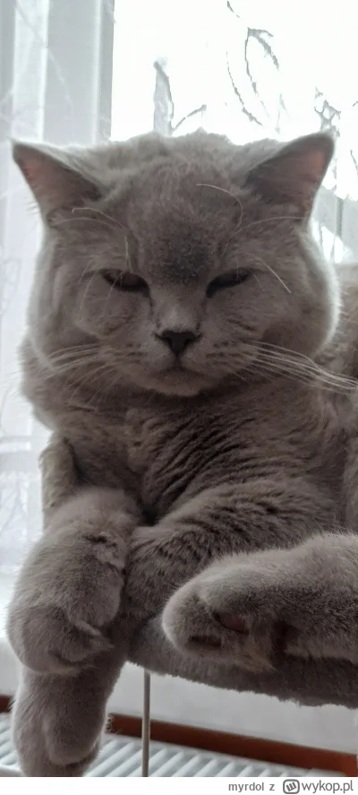 myrdol - @pomelobezkaca2