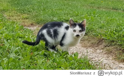 SlonMariusz - @odyn88 może nie Aryjczyk ale swój