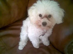 N0R5K1 - o co chodzi facetom z tymi małymi psami i czemu zawsze są takie zaropiałe?? ...