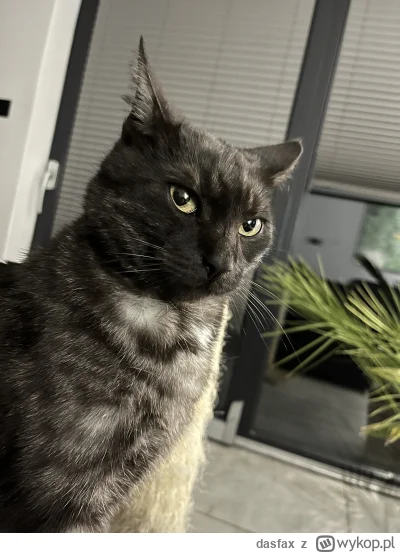 dasfax - Saszeta albo śmierć #koty #pokazkota