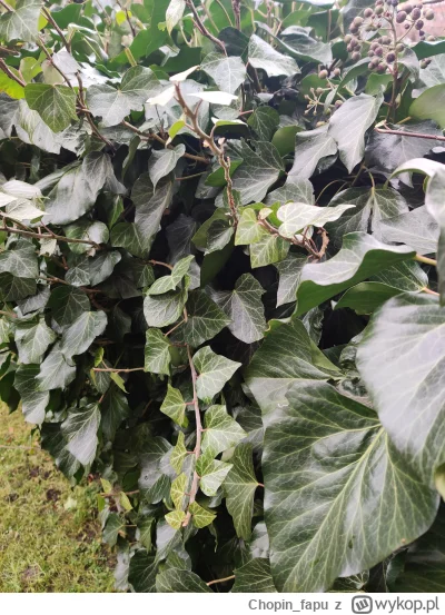 Chopin_fapu - Siema, czy ktoś może się orientuje jaki to jest gatunek bluszczu? 

#bl...