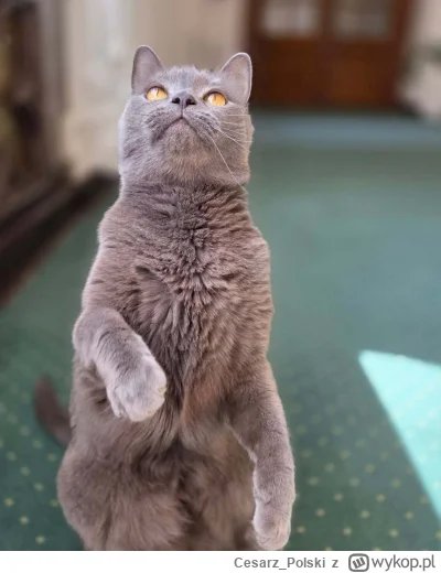 Cesarz_Polski - No i zdecydowałem się na powrót do tagu. Może nie będzie tak szybko j...