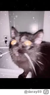 daray89 - #codziennykotopetany #dziwnekotki