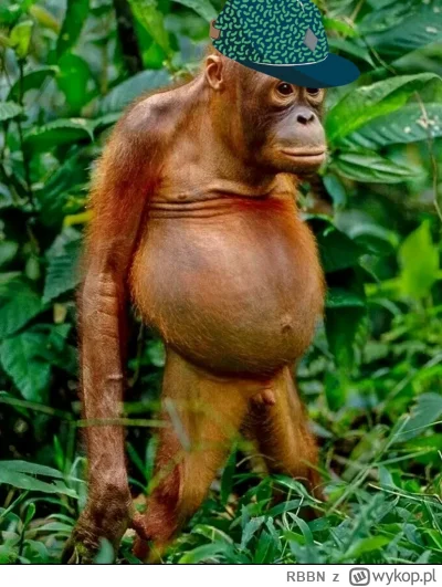 RBBN - #bonzo
Tiger coś robi elo #patostreamy