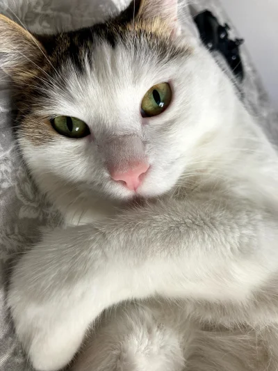 straszny_cham - #pokazkota

Macie tu kot elegancki bardzo przystojny