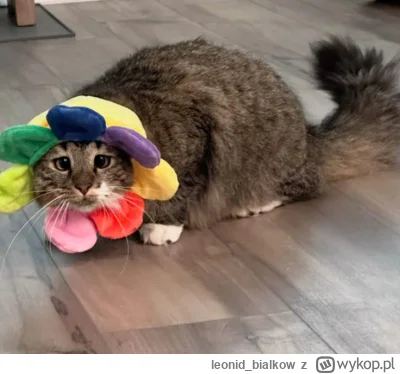 leonid_bialkow - @dywergent: ja toże jak widać