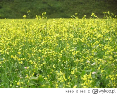 keepitreal - > świerzop

@Narqs: @ch1va5